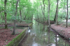 im englischen Garten