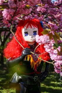 Majikku Kig und die Kirschblüte