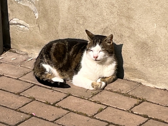 Die Konkurrenzkatze