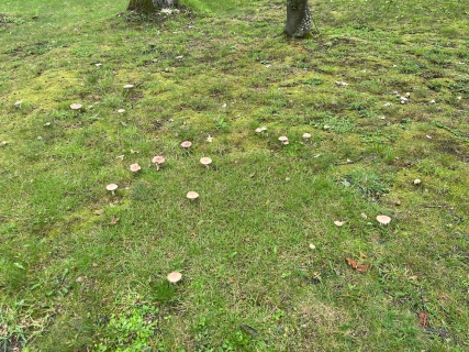 Petersberg, Wiese mit Pilzen
