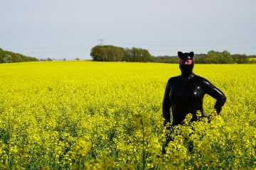 Susi im Rapsfeld