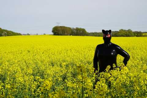 Susi im Rapsfeld