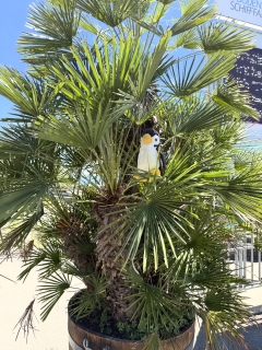 Fips in der Palme in Meersburg